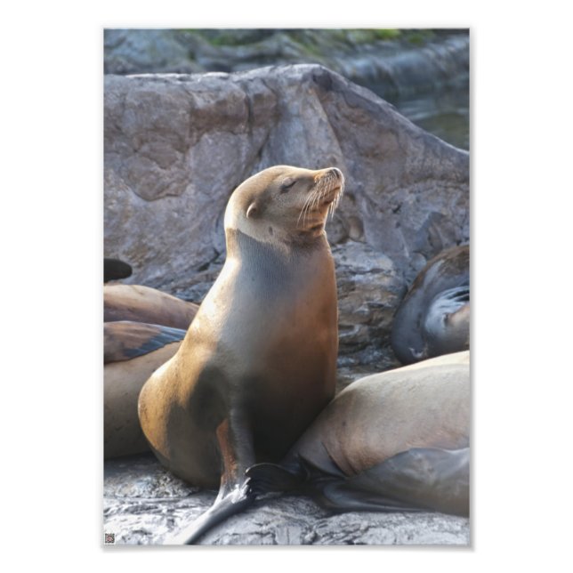 Impression Photo Lion de mer (Devant)