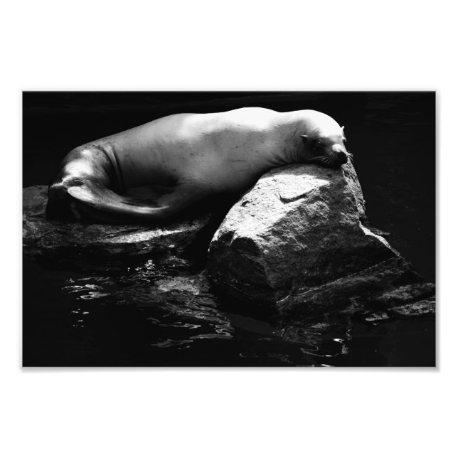 Impression Photo Lion de mer dormant .1781 (Devant)