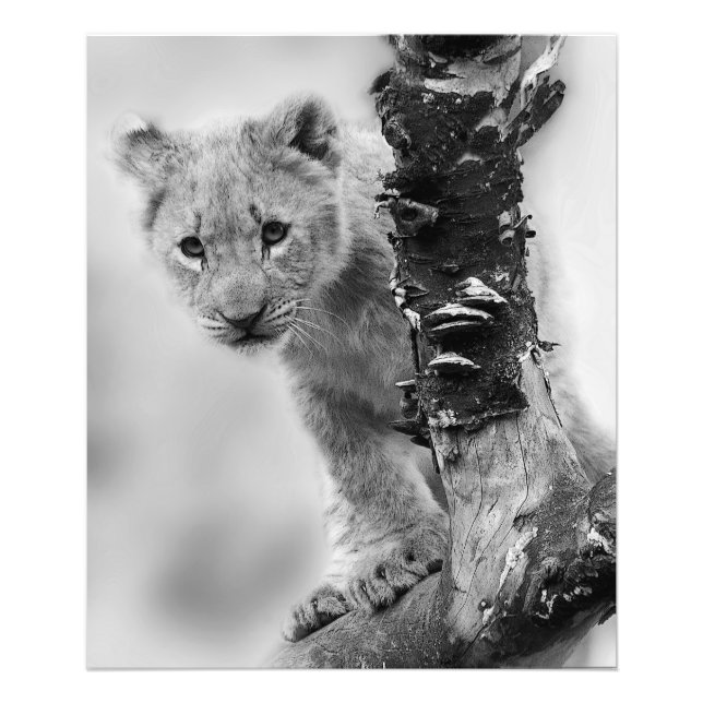 Impression Photo Lion noir et blanc (Devant)
