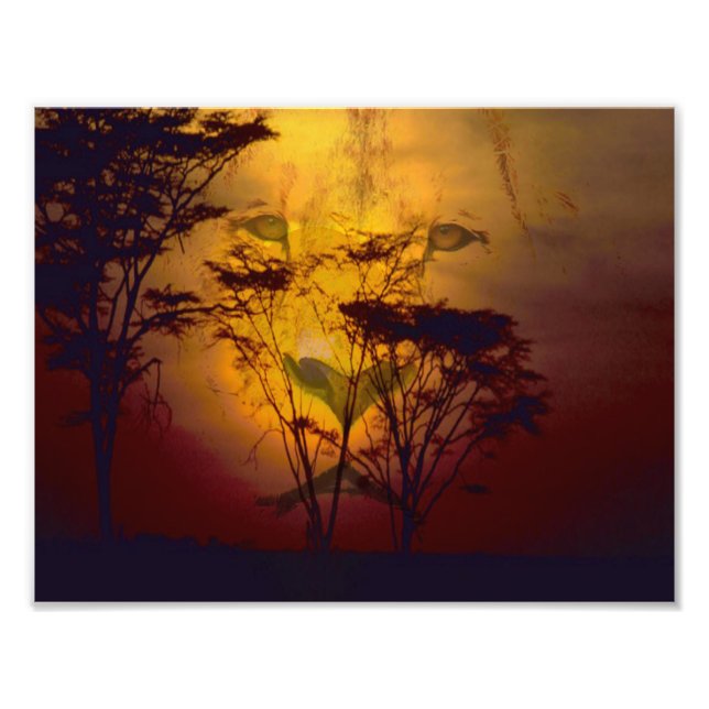 Impression Photo Lion regardant le coucher de soleil africain (Devant)
