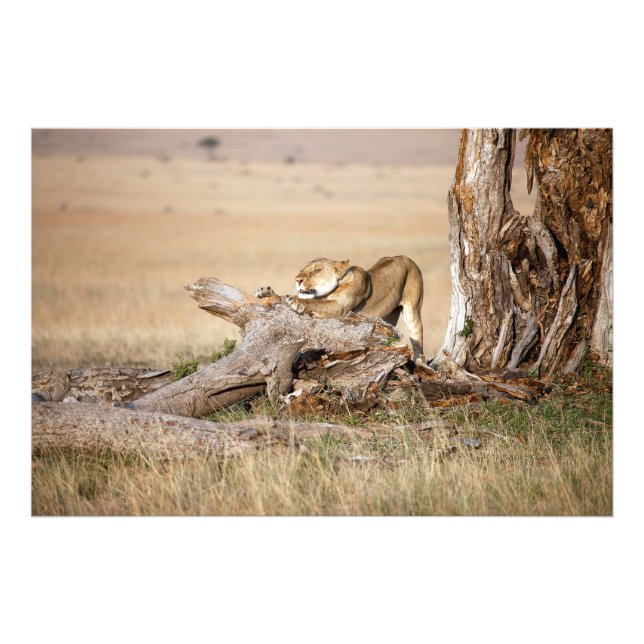 Impression Photo Lioness stretching (Devant)