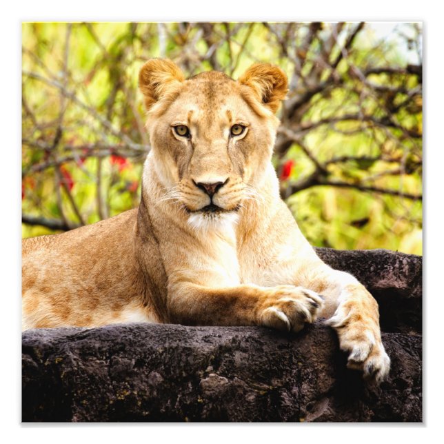 Impression Photo Lioness sur les rochers (Devant)