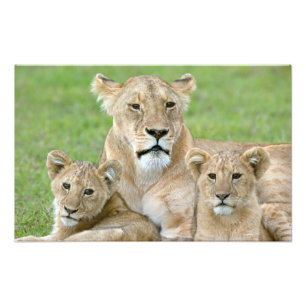 Impression Photo Lionne et deux lionceaux, Afrique orientale, Tanza