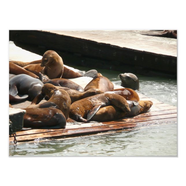 Impression Photo Lions de mer au soleil à San Francisco (Devant)