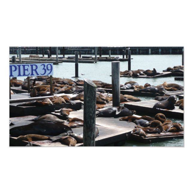 Impression Photo Lions de mer de Pier 39 (Devant)