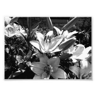 Impression Photo Lis gris