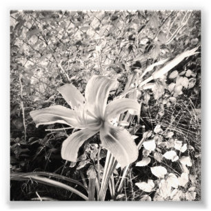 Impression Photo Lis tigré vintage noir et blanc