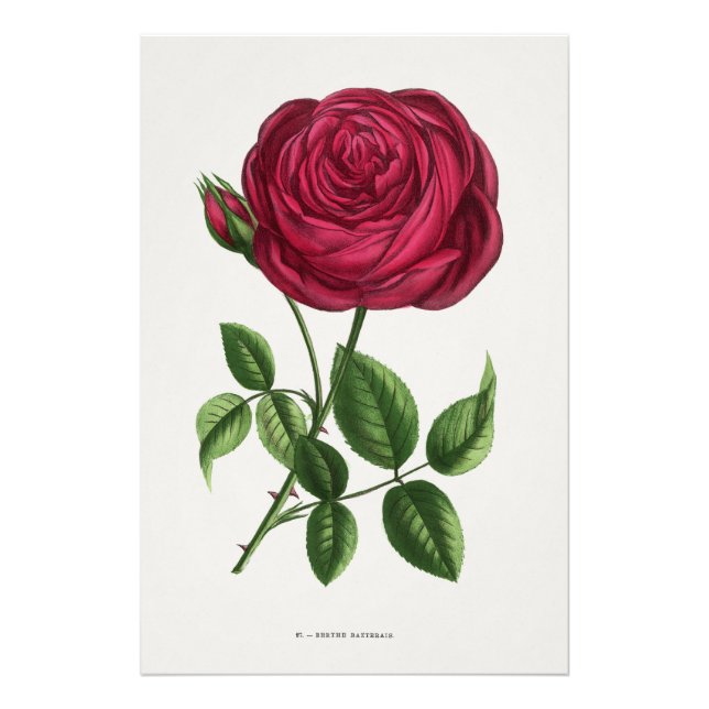 Impression Photo Lithographie de rose antique, François-Frédéric Gr (Devant)