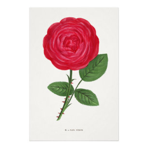 Impression Photo Lithographie de rose antique, François-Frédéric Gr