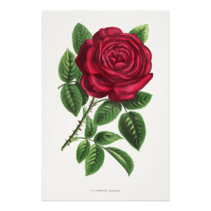 Impression Photo Lithographie de rose antique, François-Frédéric Gr