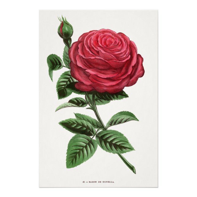 Impression Photo Lithographie de rose antique, François-Frédéric Gr (Devant)