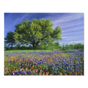 Impression Photo Live Oak & Texas Paintbrush et Texas