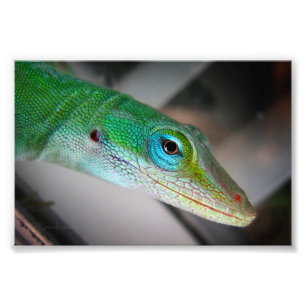 Impression Photo Lizard d'Anole Verte