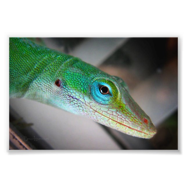Impression Photo Lizard d'Anole Verte (Devant)