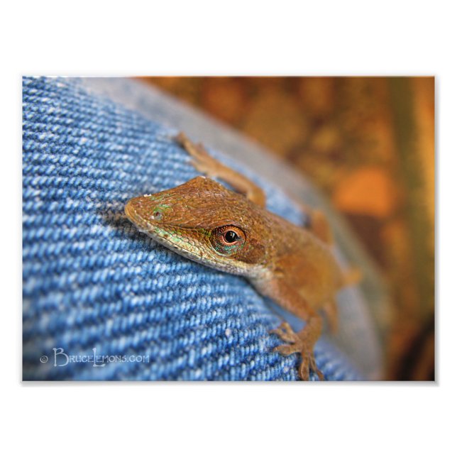 Impression Photo Lizard d'Anole Verte (Devant)