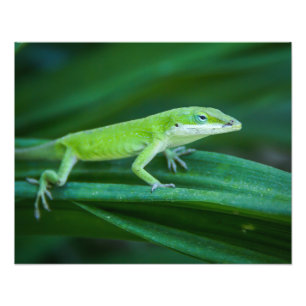 Impression Photo Lizard d'Anole Verte