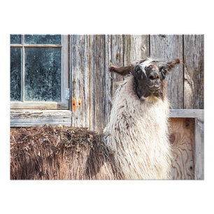 Impression Photo Llama devant une grange