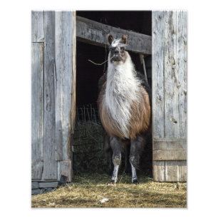 Impression Photo Llama, Salutation Le Jour