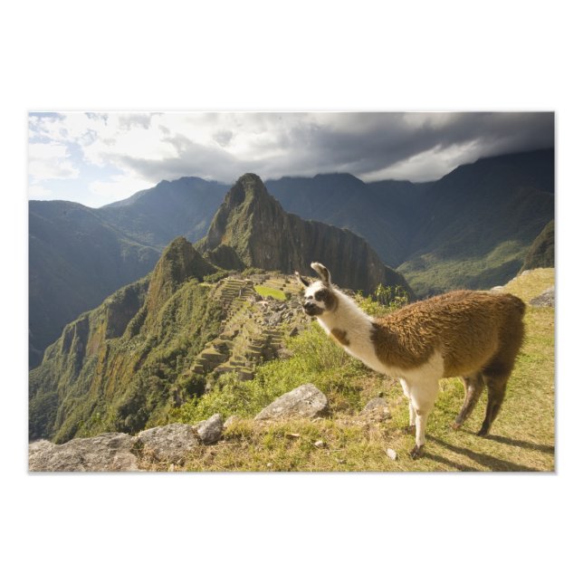 Impression Photo Llamas et vue sur Machu Picchu, (Devant)
