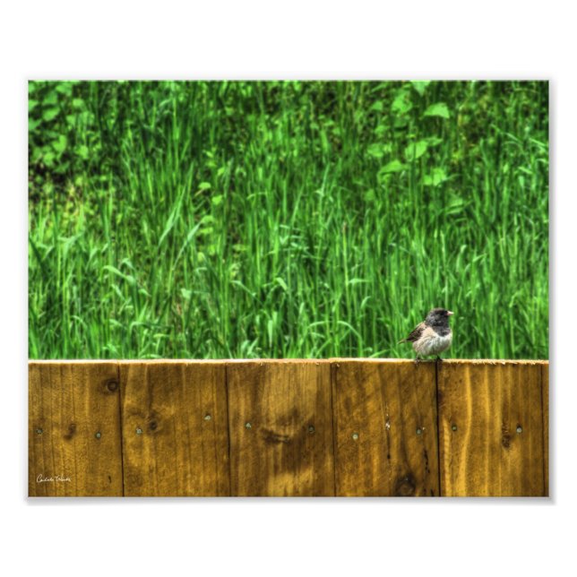 Impression Photo L'Oiseau Fluffy (Devant)