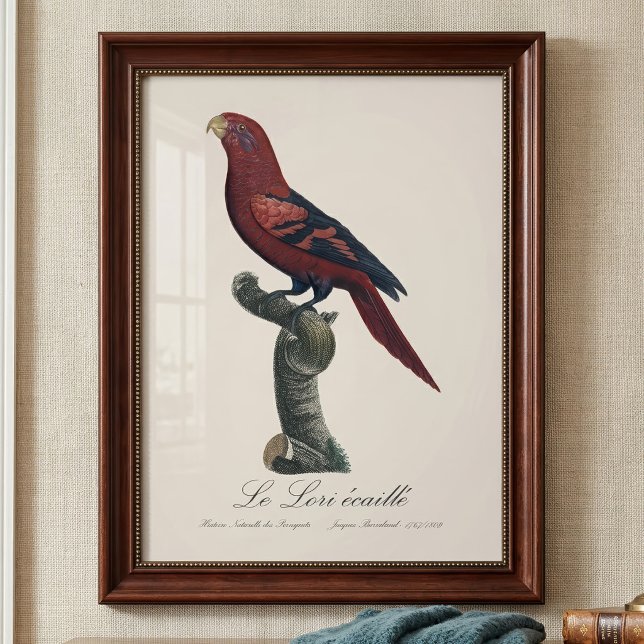 Impression Photo Lori réticulé, Trichoglossus reticulatus (Blue-Streaked Lory, Trichoglossus reticulatus. Photo Print)