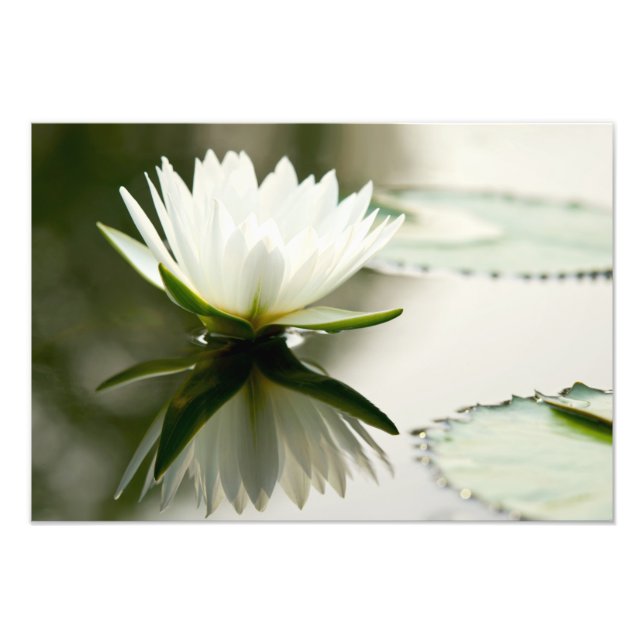 Impression Photo Lotus (Devant)
