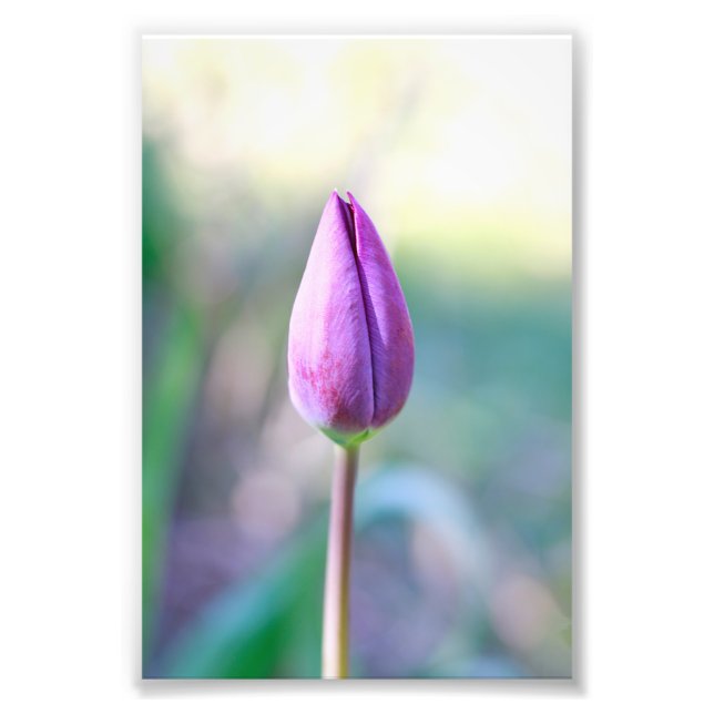 Impression Photo Lotus (Devant)