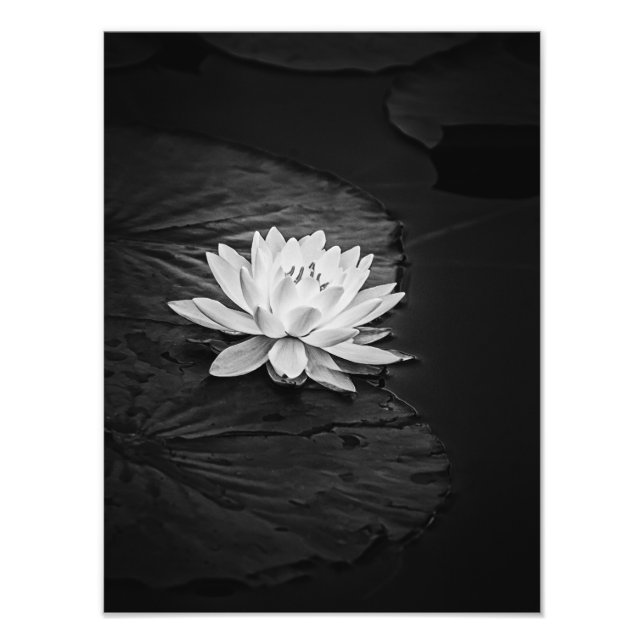 Impression Photo Lotus Flower et Lily Pad noir et blanc (Devant)