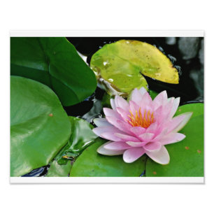Impression Photo Lotus rose