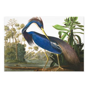 Impression Photo Louisiana Heron par John James Audubon