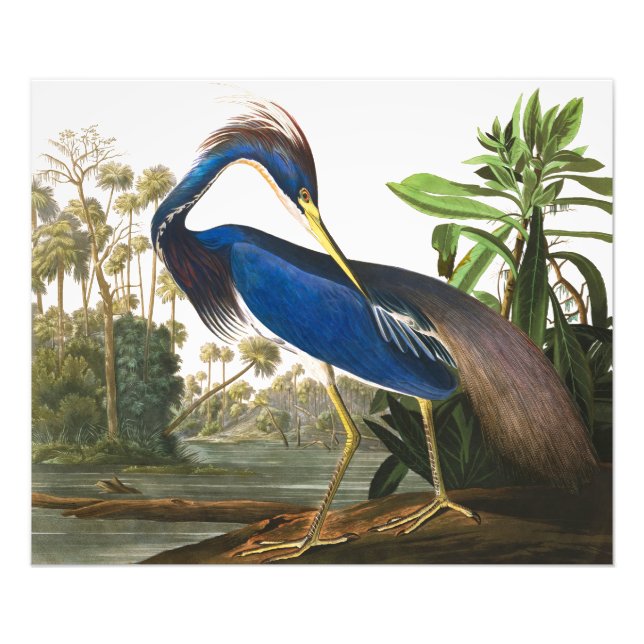 Impression Photo Louisiana Heron par John James Audubon (Devant)