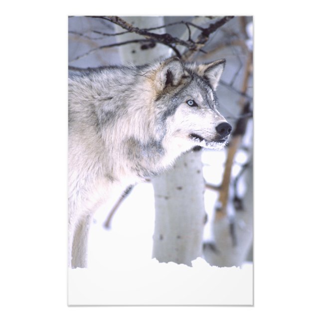 Impression Photo Loup de bois, Canis lupus, Animal de cinéma Utah) (Devant)