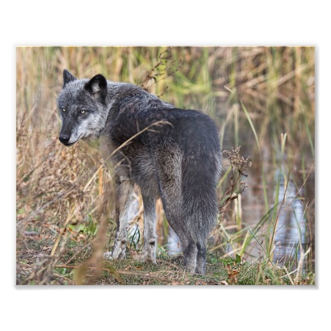 Impression Photo Loup de bois debout par eau (Devant)