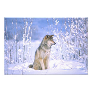 Impression Photo Loup gris assis dans la neige, Canis lupus,