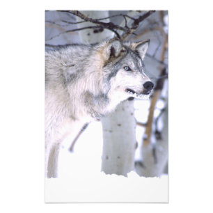 Impression Photo Loup gris, Canis lupus, Animal de cinéma Utah)
