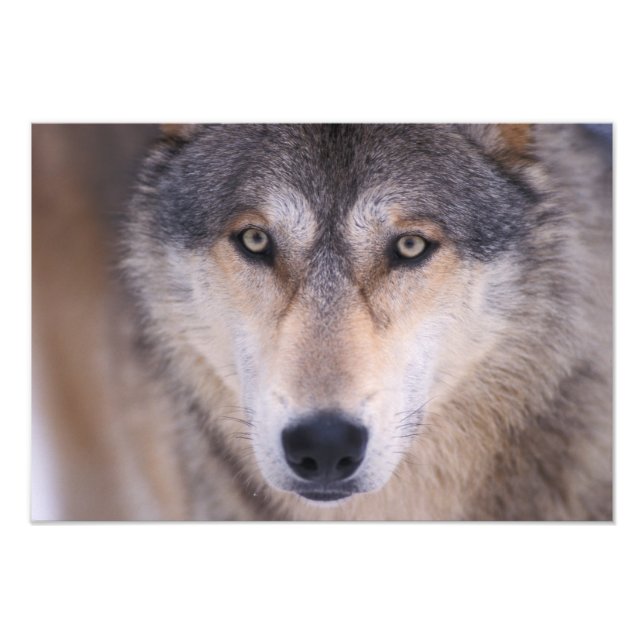 Impression Photo loup gris, Canis lupus, gros plan des yeux (Devant)