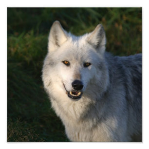 Impression Photo Loup gris du Canada Loup gris du Canada