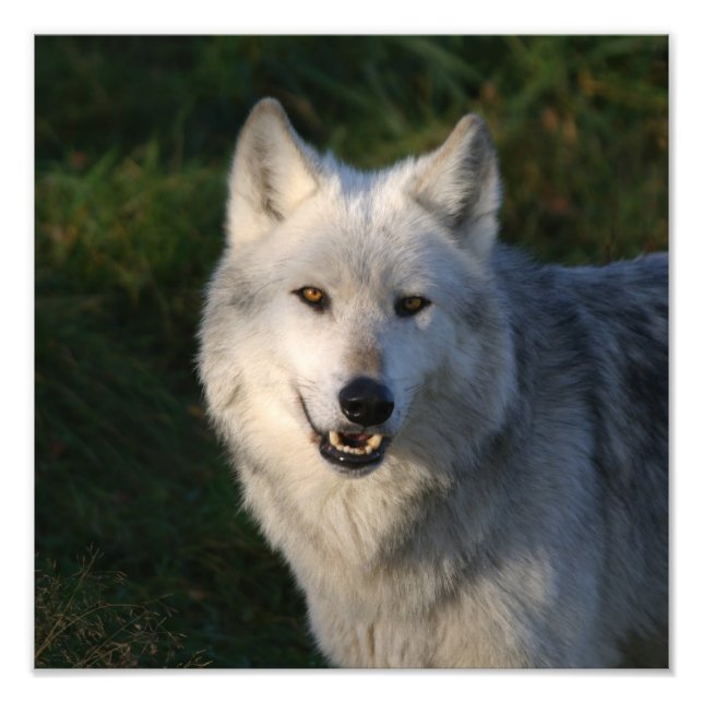 Impression Photo Loup gris du Canada Loup gris du Canada (Devant)