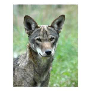 Impression Photo Loup rouge immature 16X20