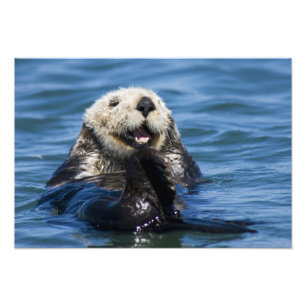 Impression Photo Loutre de mer de Californie Enhydra lutris) se toi