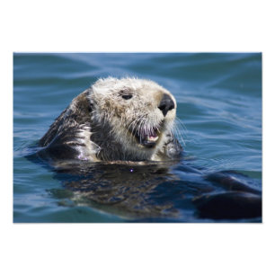 Impression Photo Loutre de mer de Californie Enhydra lutris) se toi