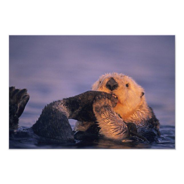 Impression Photo Loutre de mer, Enhydra lutris (Devant)