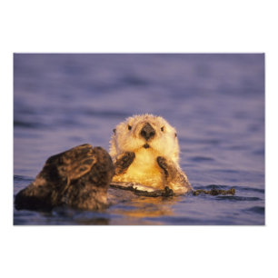 Impression Photo Loutres de mer, Enhydra lutris 5