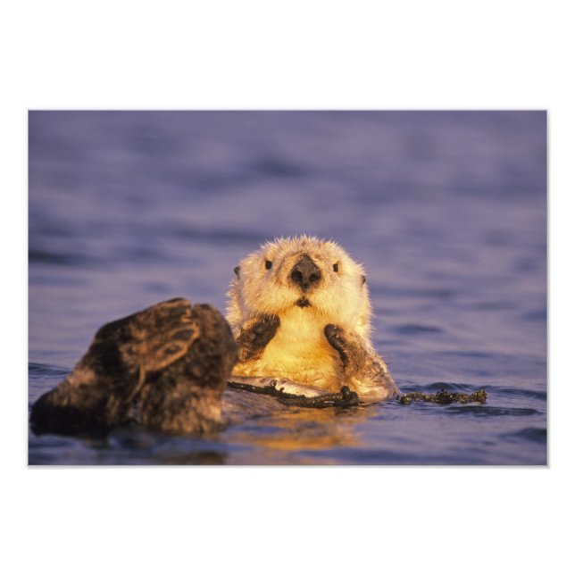 Impression Photo Loutres de mer, Enhydra lutris 5 (Devant)