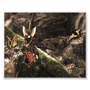 Impression Photo Lovely Butterfly Nature Fairy