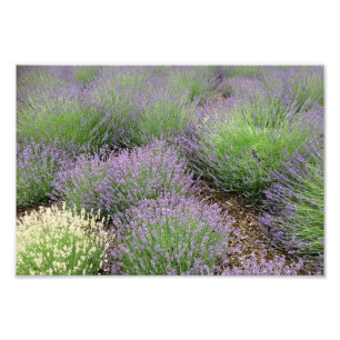Impression Photo Lovely Lavender