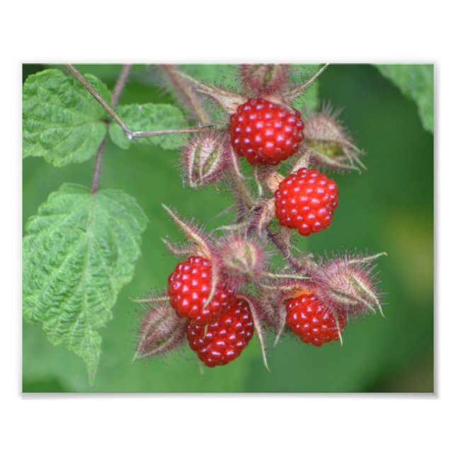 Impression photo Lucit Raspberry (Devant)