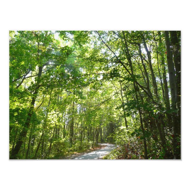 Impression Photo Lumière du soleil sur le chemin en bois au Centenn (Devant)