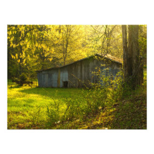 Impression Photo Lumière rurale de matin de ressort du Tennessee