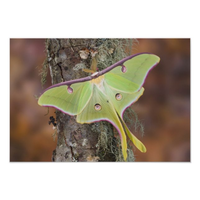 Impression Photo Luna Moth en soie (Devant)